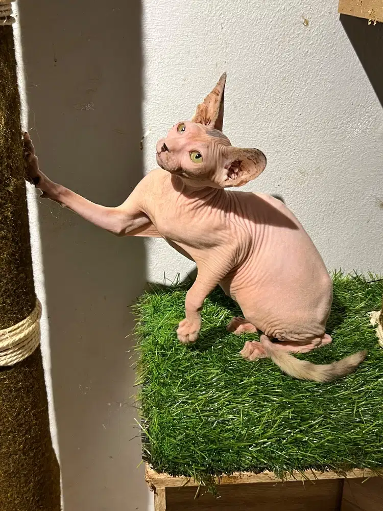 Sphynx betina Calico ( minus )