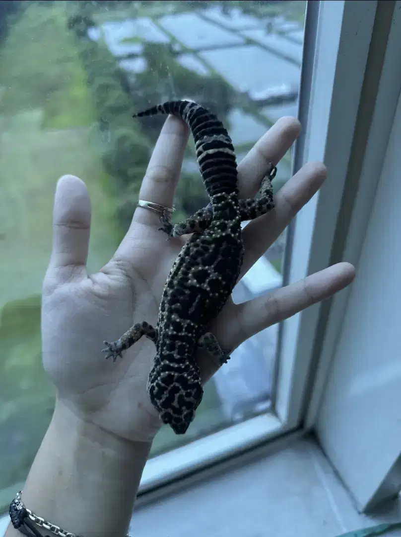 Leopard Gecko Ara Gecko