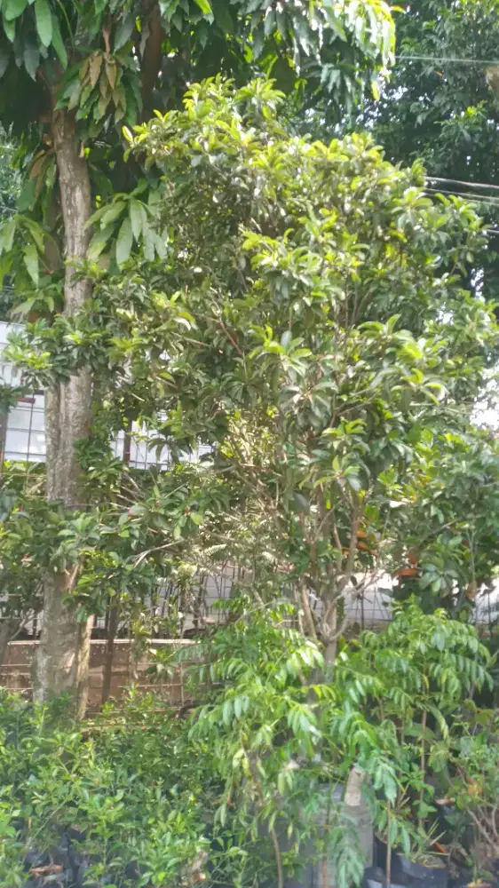 Pohon sawo manila madu