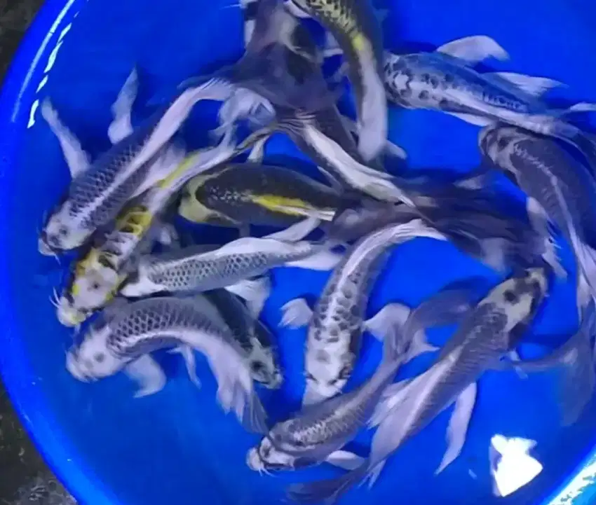 Ikan koi size 25cm