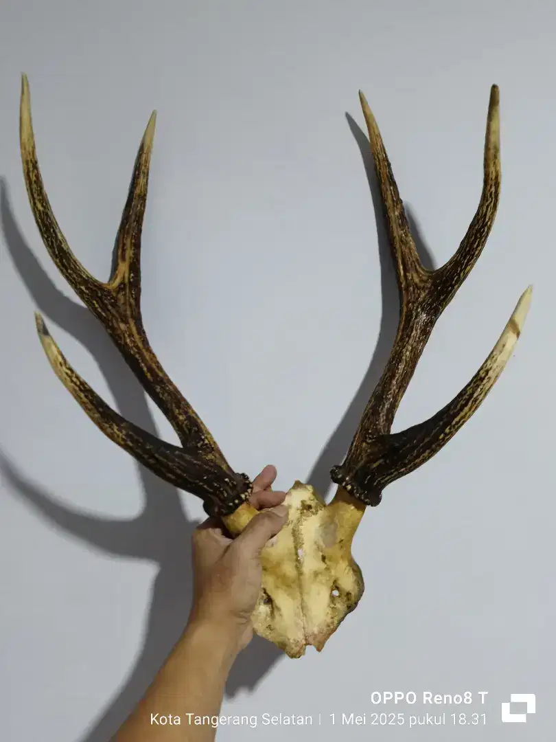 Tanduk RSA tua palang 6