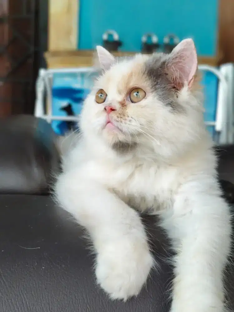 Kucing Persia mix peaknose betina usia 8 bulan