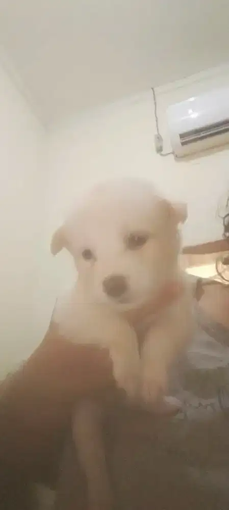 Anak anjing mix Maltese, emaknya mini pincher bapaknya Maltese.