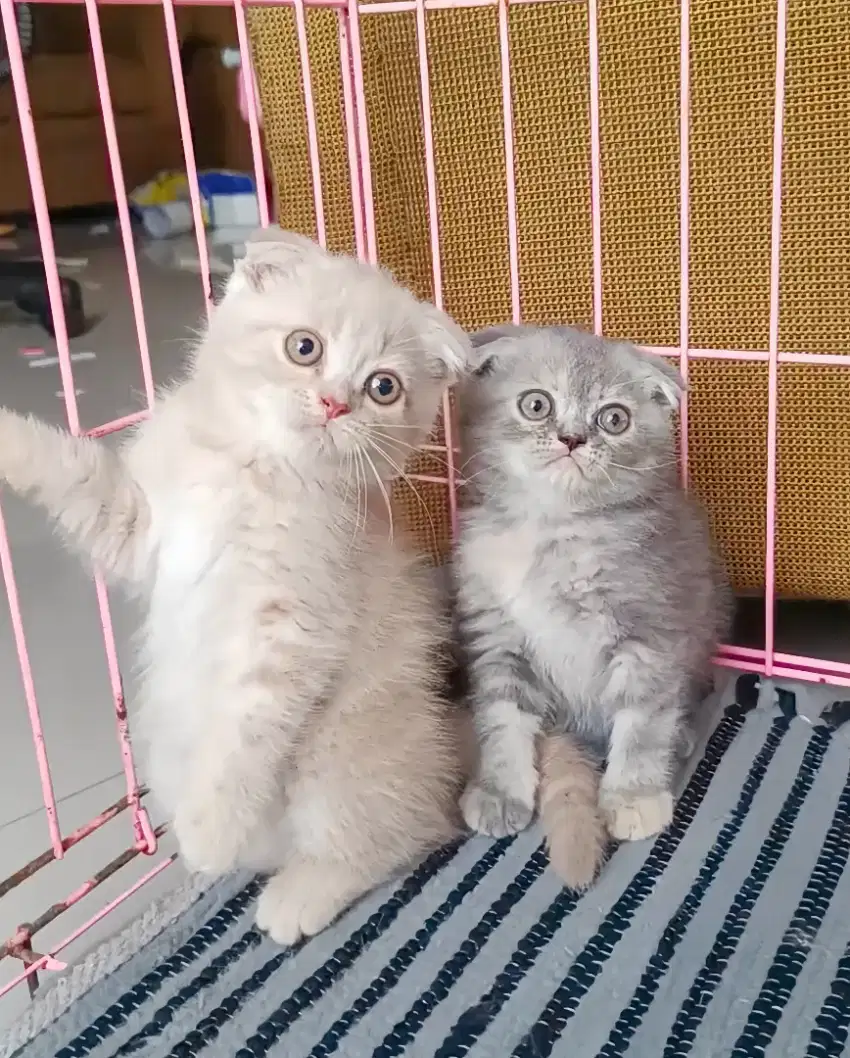 KUCING SCOTTISH FOLD