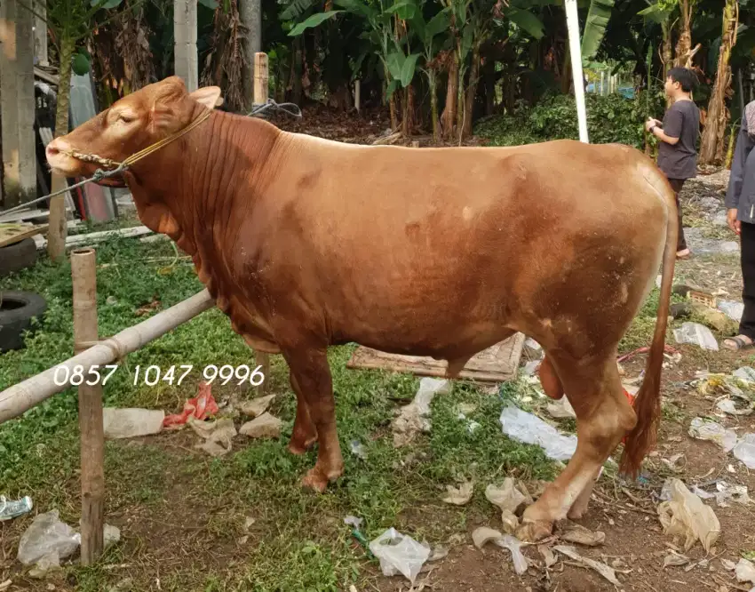 SAPI QURBAN & KAMBING / DOMBA QU