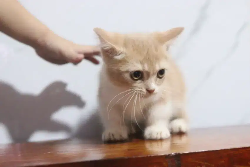 Kitten Munchkin Jantan