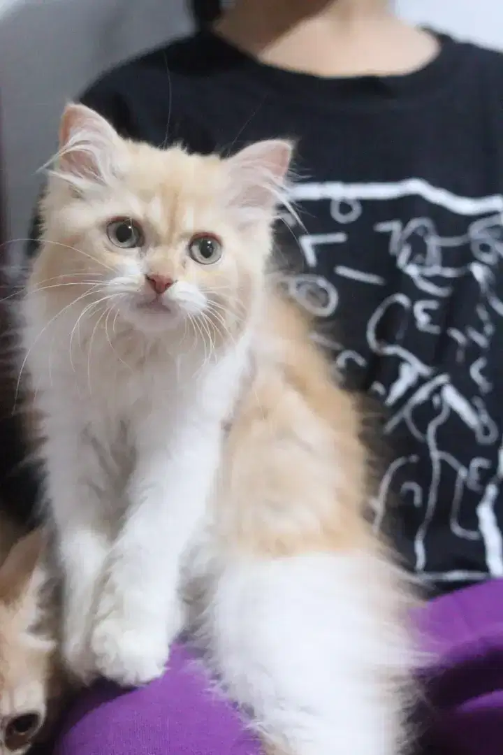 Kitten Munchkin Ns (Non Standard/Tidak Cebol)