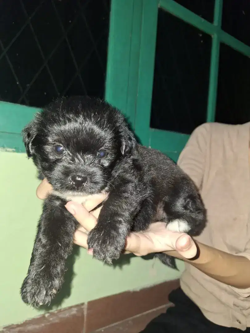 Anjing shitzu mix poode