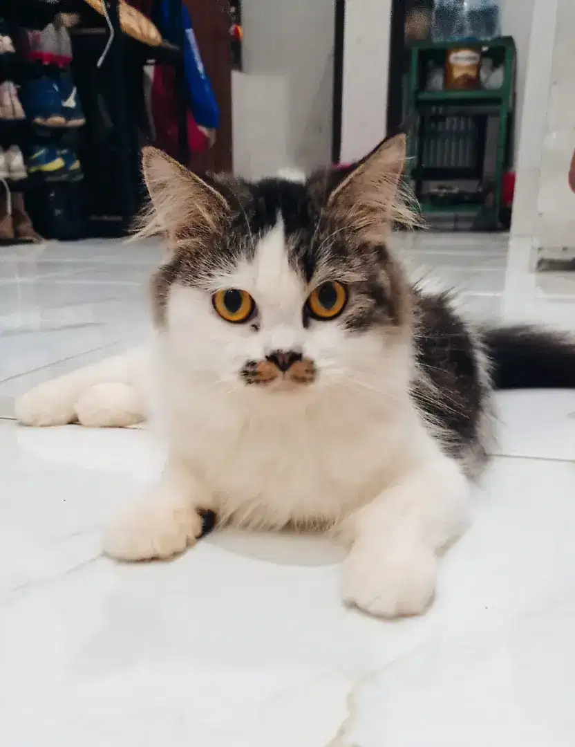 Kucing Persia Peaknos x ragdoll