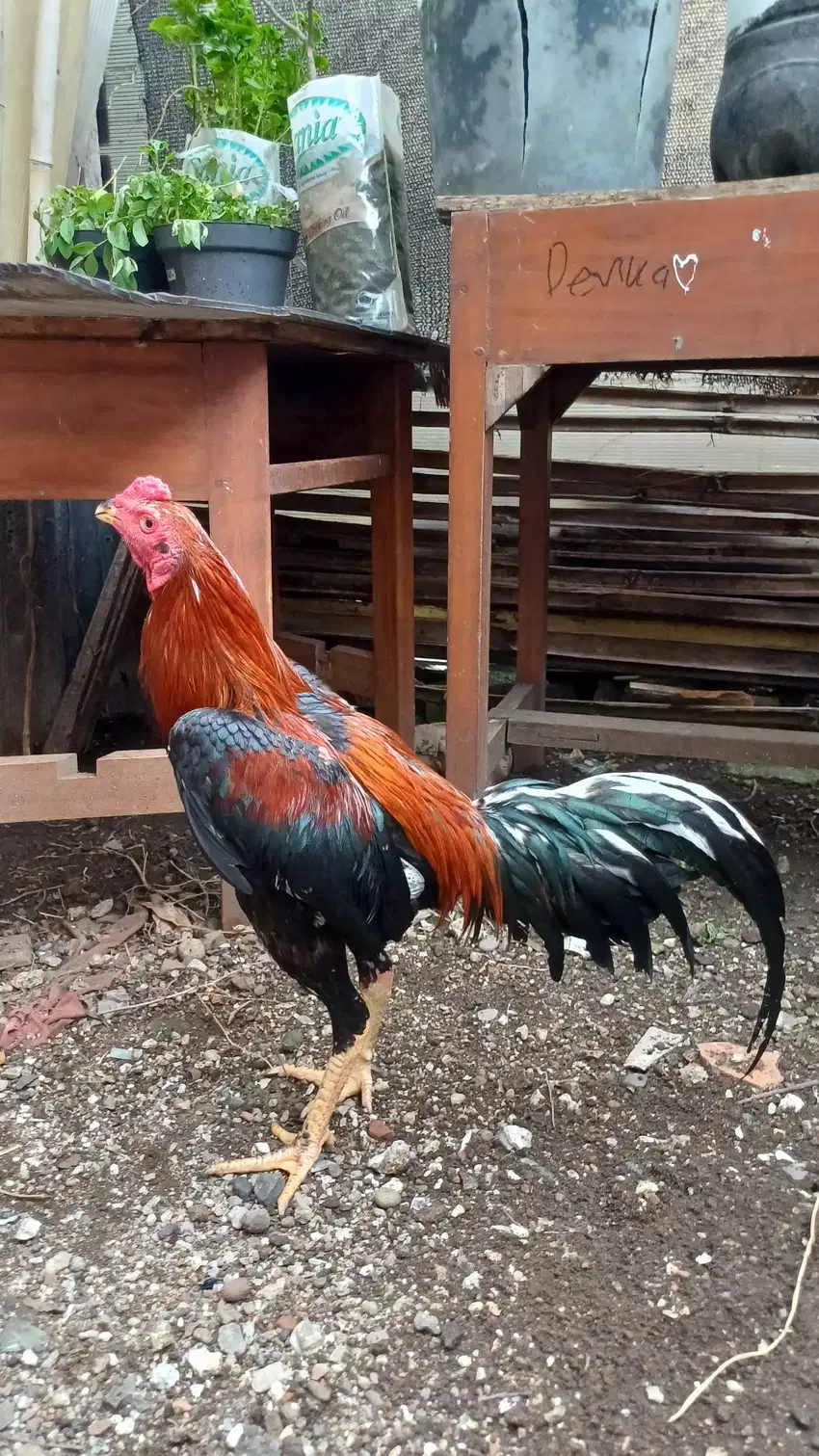 AYAM BANGKOK BK modern 8 bln