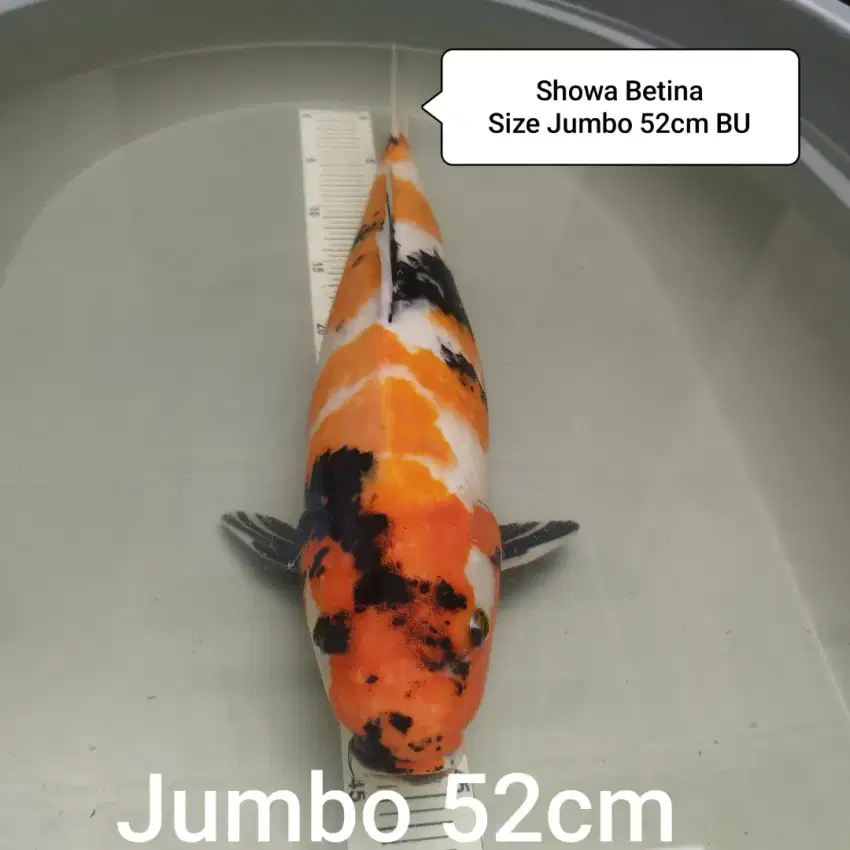 Ikan Koi showa jumbo 52cm BU