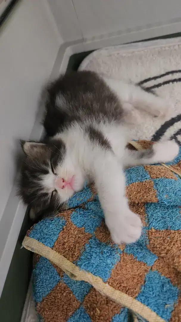 Open Book kitten Mainecoon