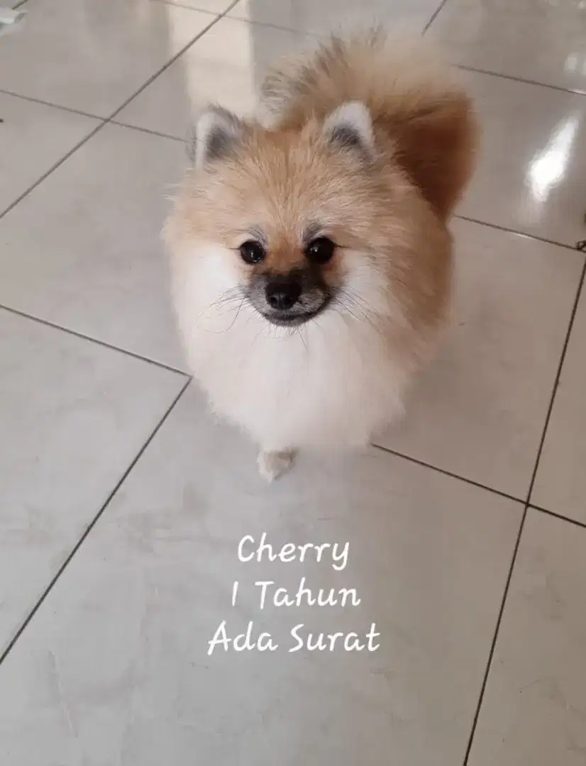 Doggy usia 1 tahun female

Stambum