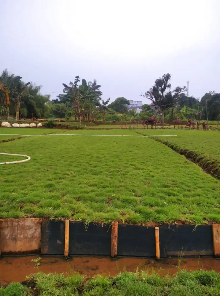 jual rumput taman