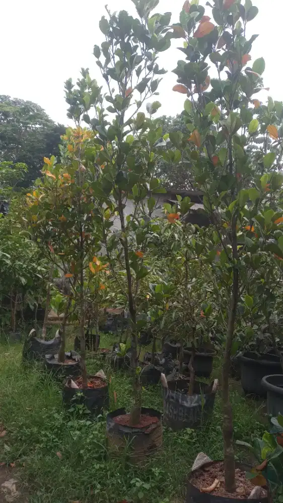 Pohon durian durihitam