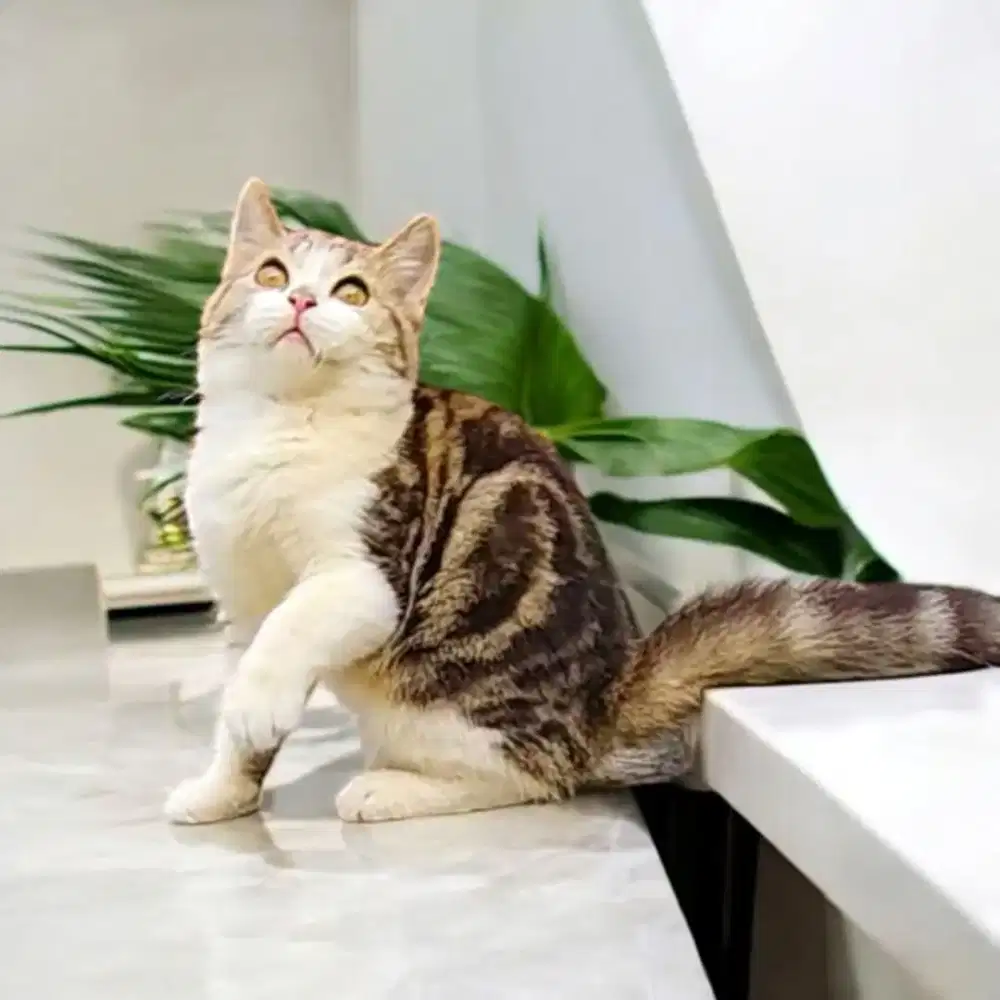 Bsh mix sf/bsh/Scottish