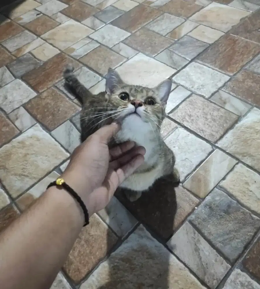 Kucing Munchkin Cebol Sedang hamil besar
