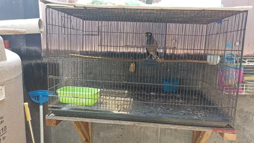 Jalak nias usia 1 tahun