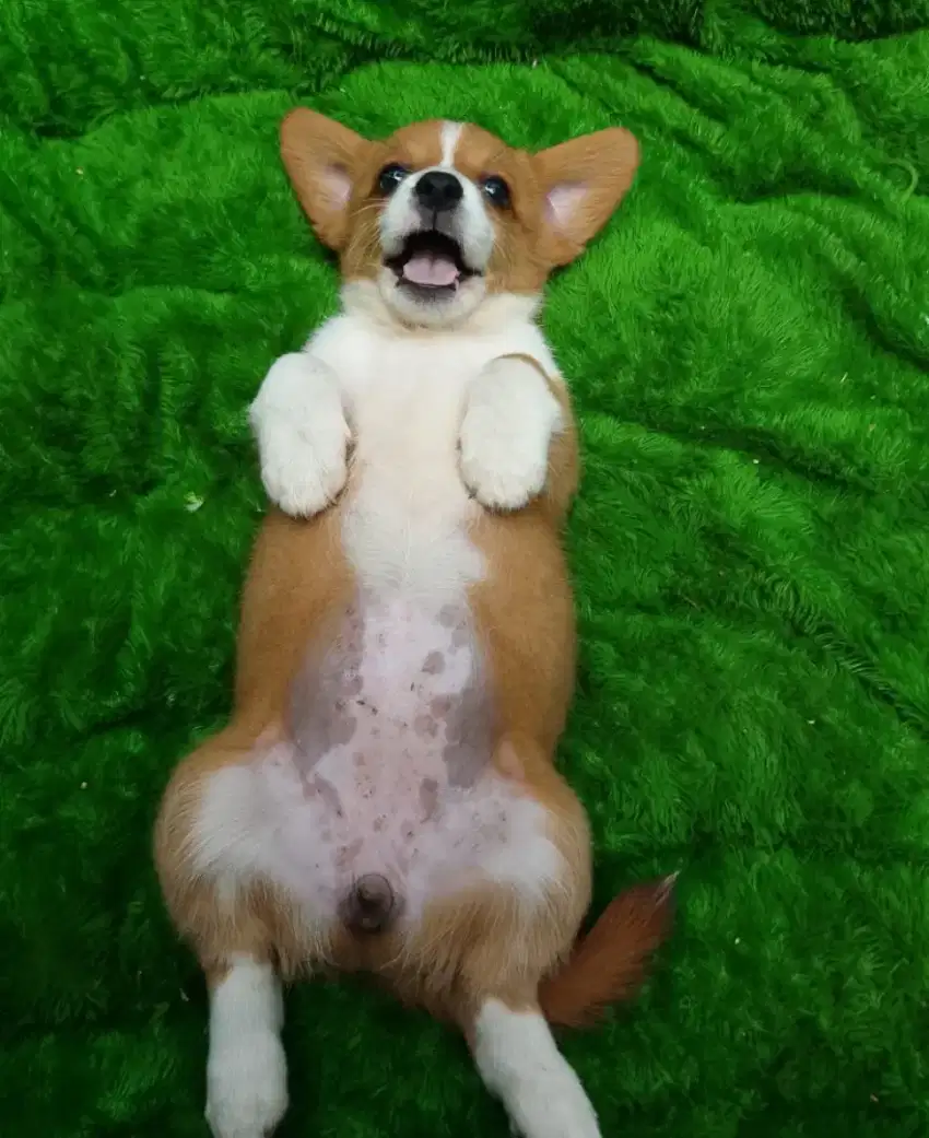 Anakan anjing lucu imut gemesin mixbreed corgy istimewa