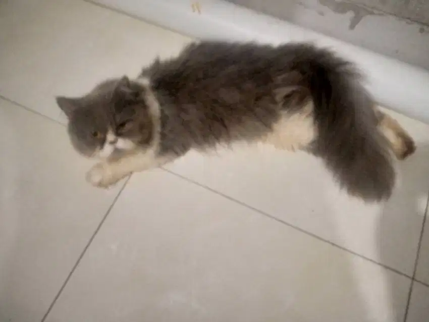kucing persia flatnose gembul