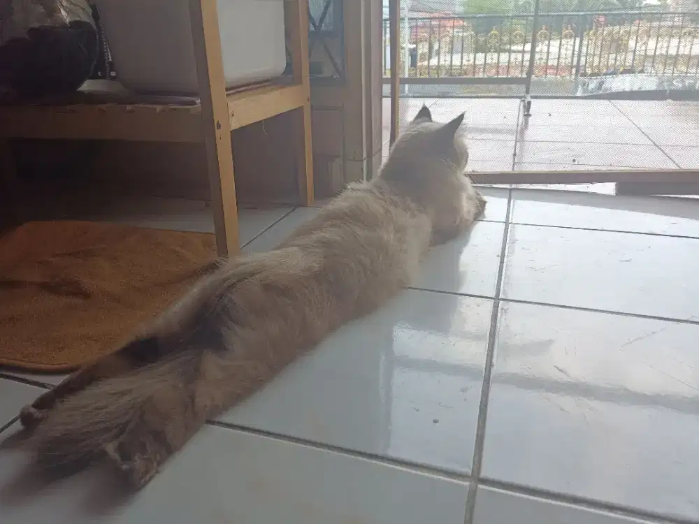 Kucing Himalaya jantan