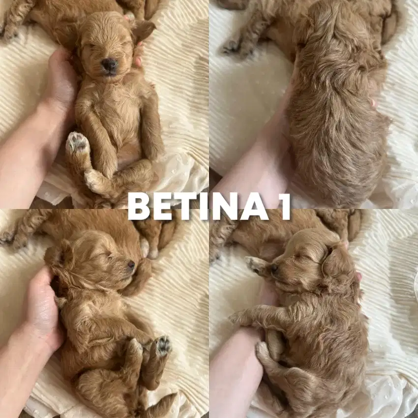 JUAL ANAK ANJING BETINA RED TOY POODLE PUPPY BARU LAHIR