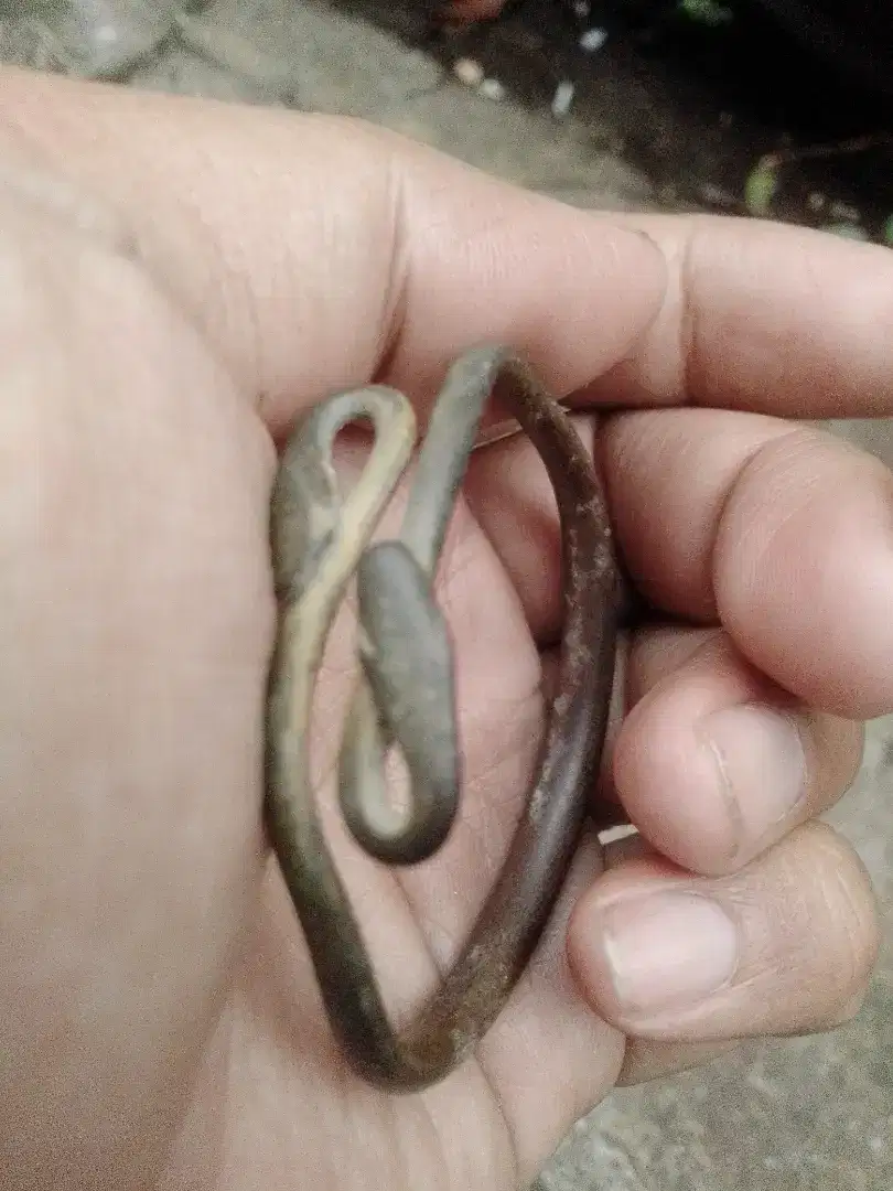 Gelang ulan ulan temuan sungai