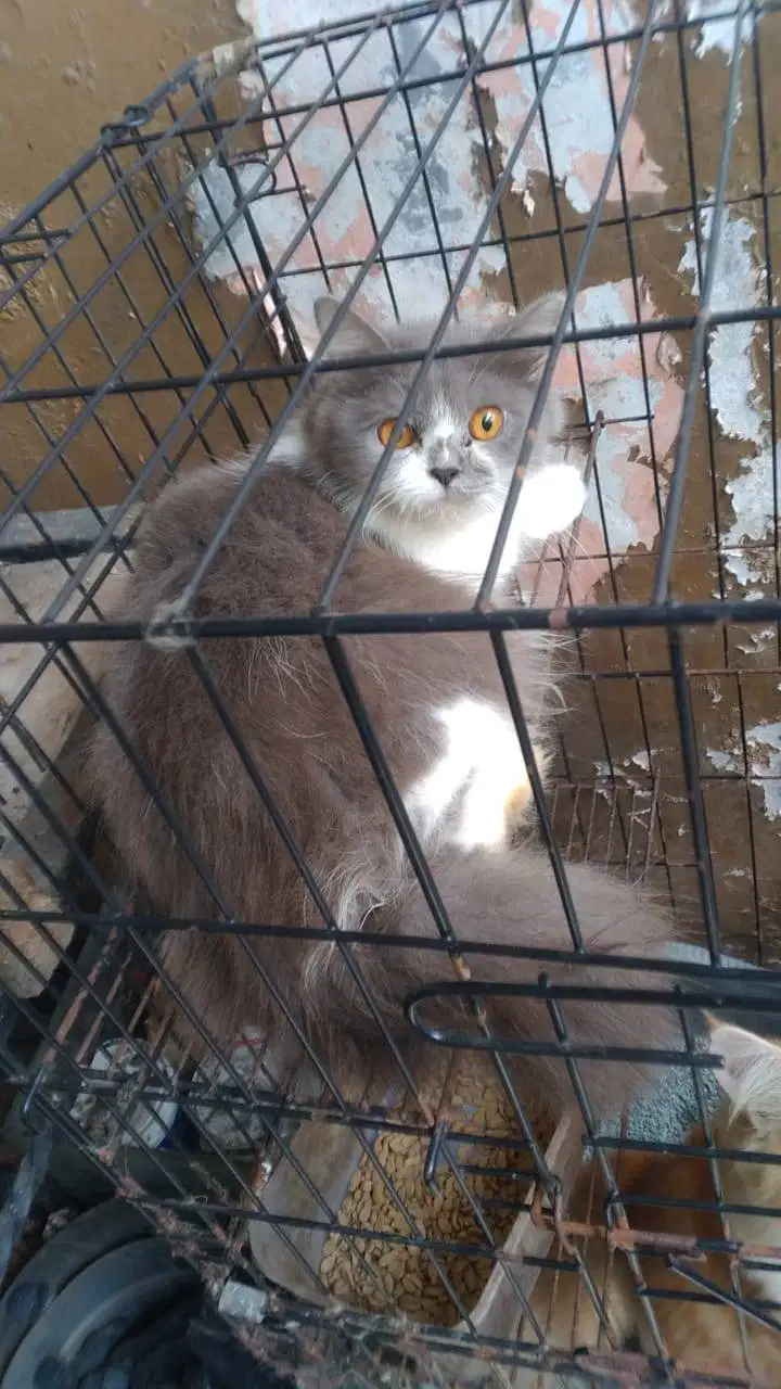 Lepas adopsi kucing persia