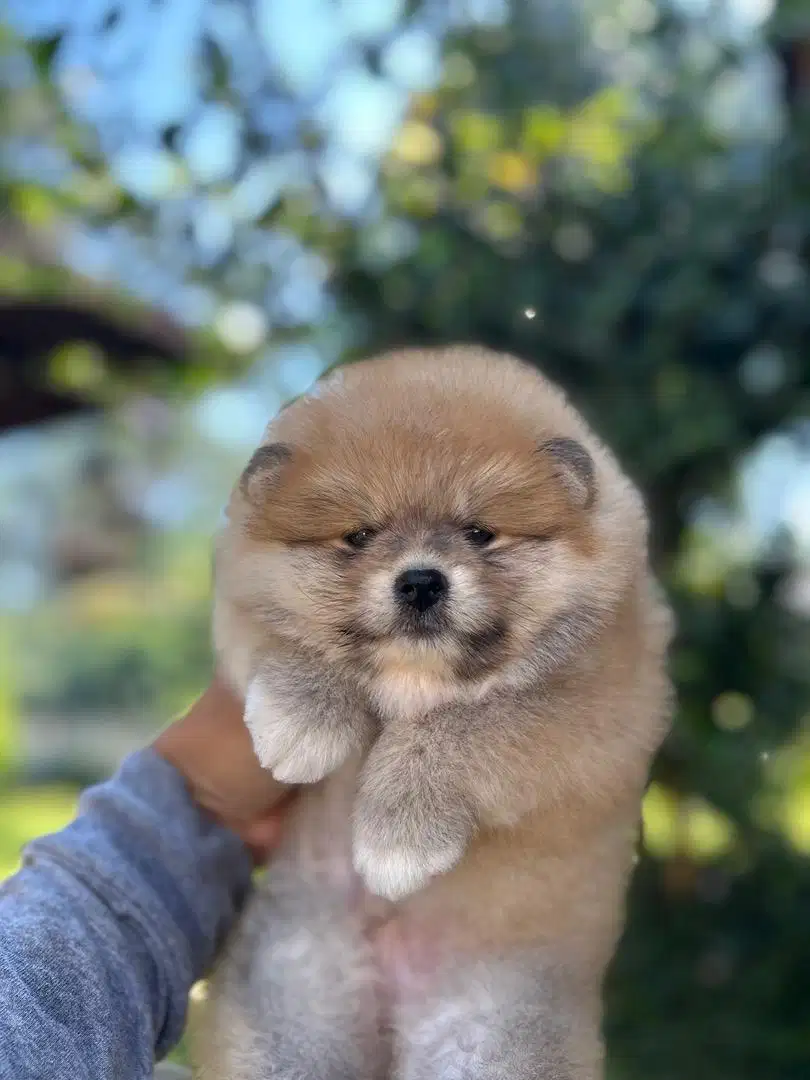Minipom jantan non stbm
