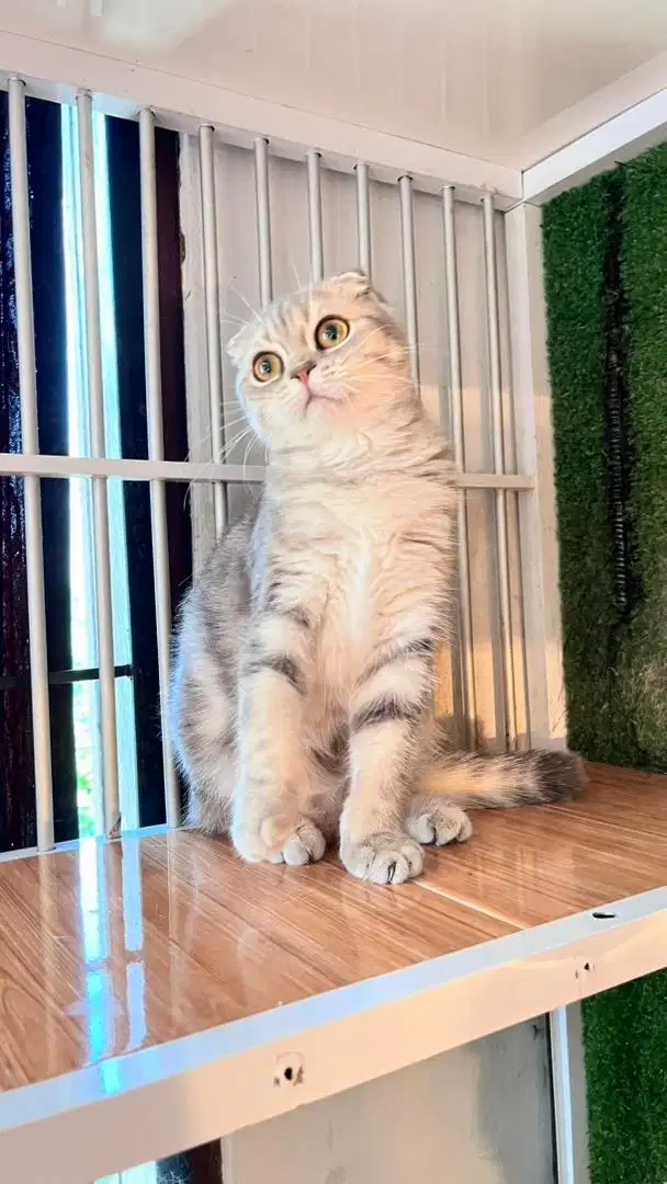 Scottish fold triple