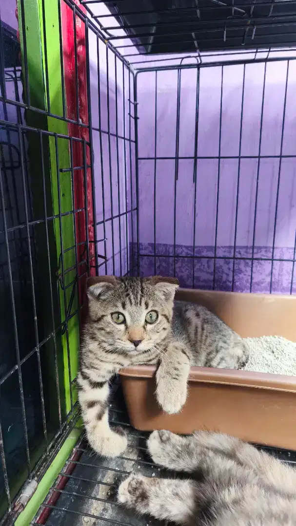 Scottish Double Fold Kitten