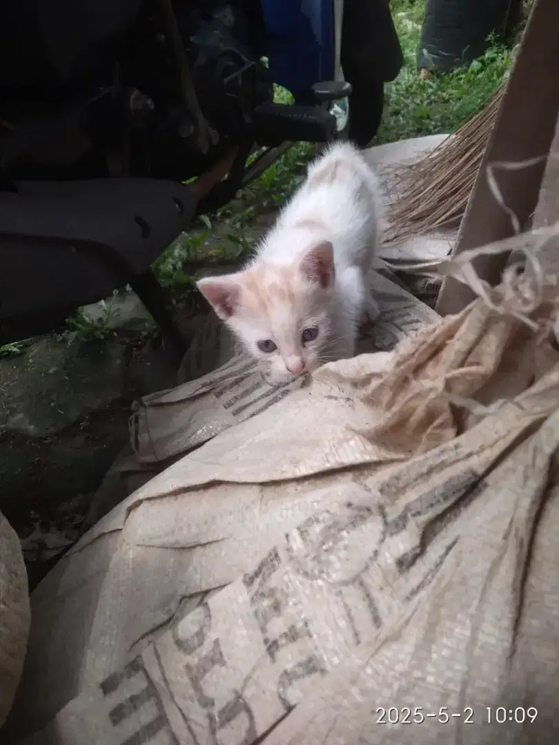 KUCING INDUKAN & 2 KITTEN