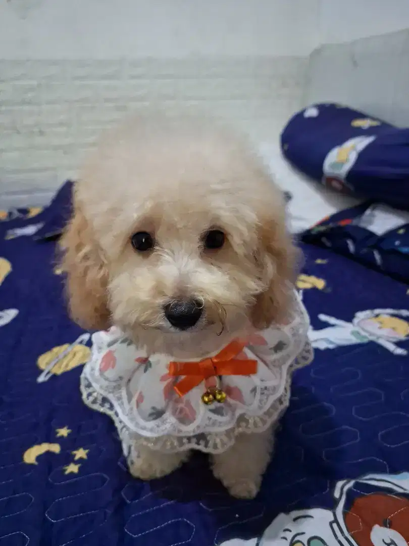 Toy poodle stbm,bapaknya turunan import