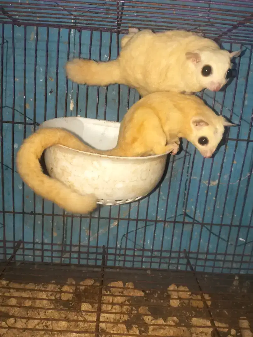 Sugar Glider leucistic sepasang IP