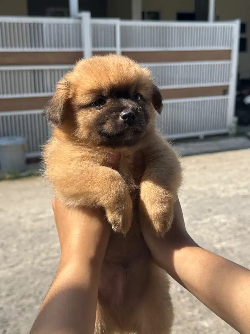 OPEN ADOPT PUPPY