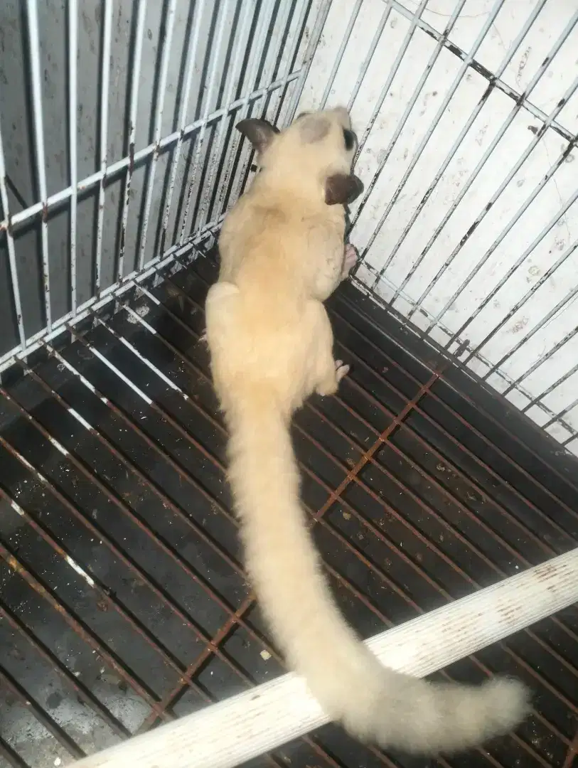 Sugar Glider platmoz jantan