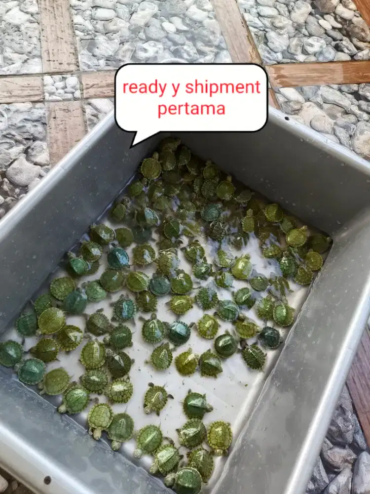 Kura kura Brazil res kura hijau