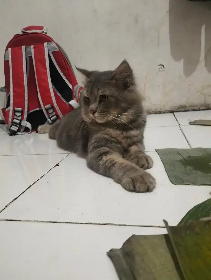 Persia Jantan 1th