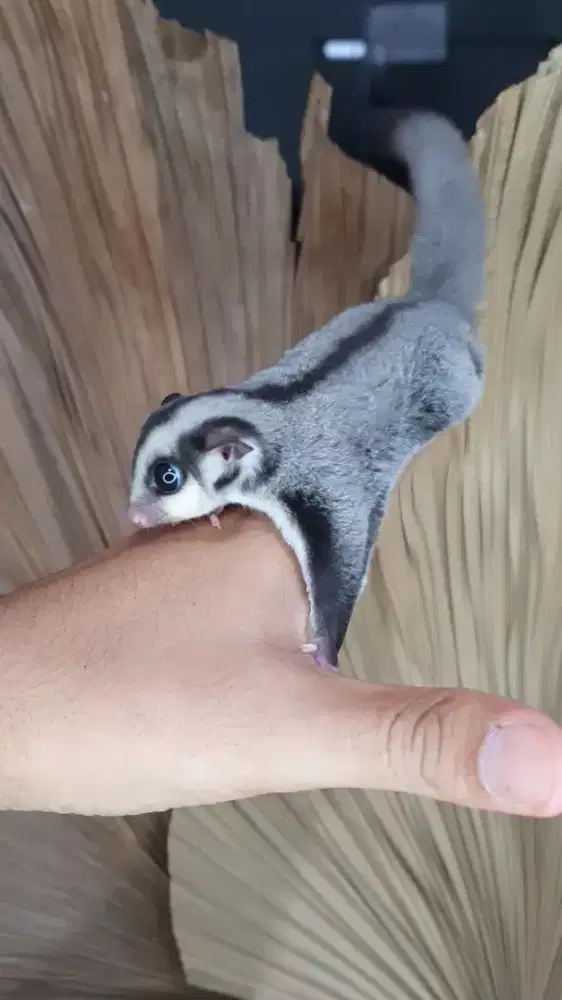 Sugarglider clasikgrey 1,5 bulan