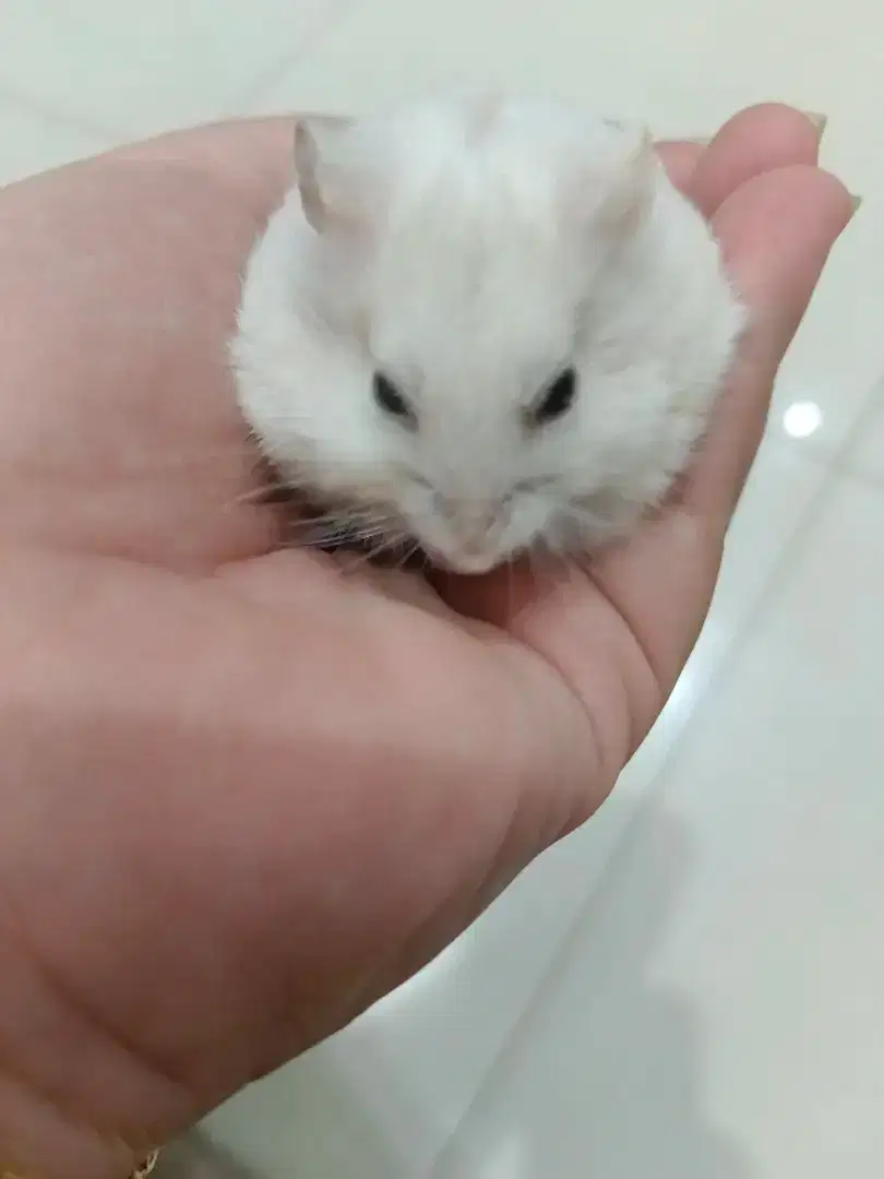 Hamster *winter* kecil lucu
