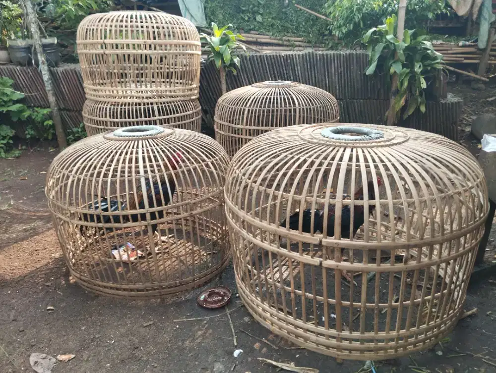 Kurungan muter/jemur ayam bangkok