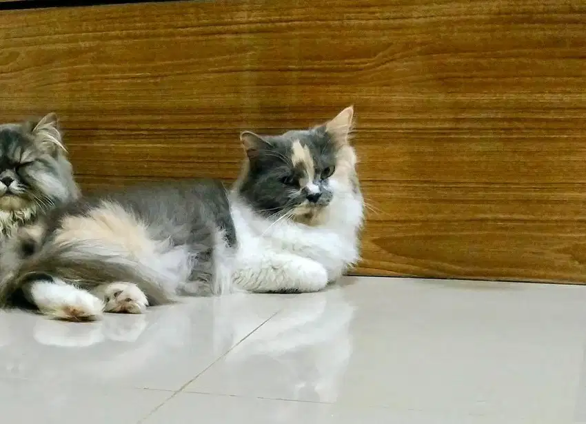 Persia Calico Dilute Indukan