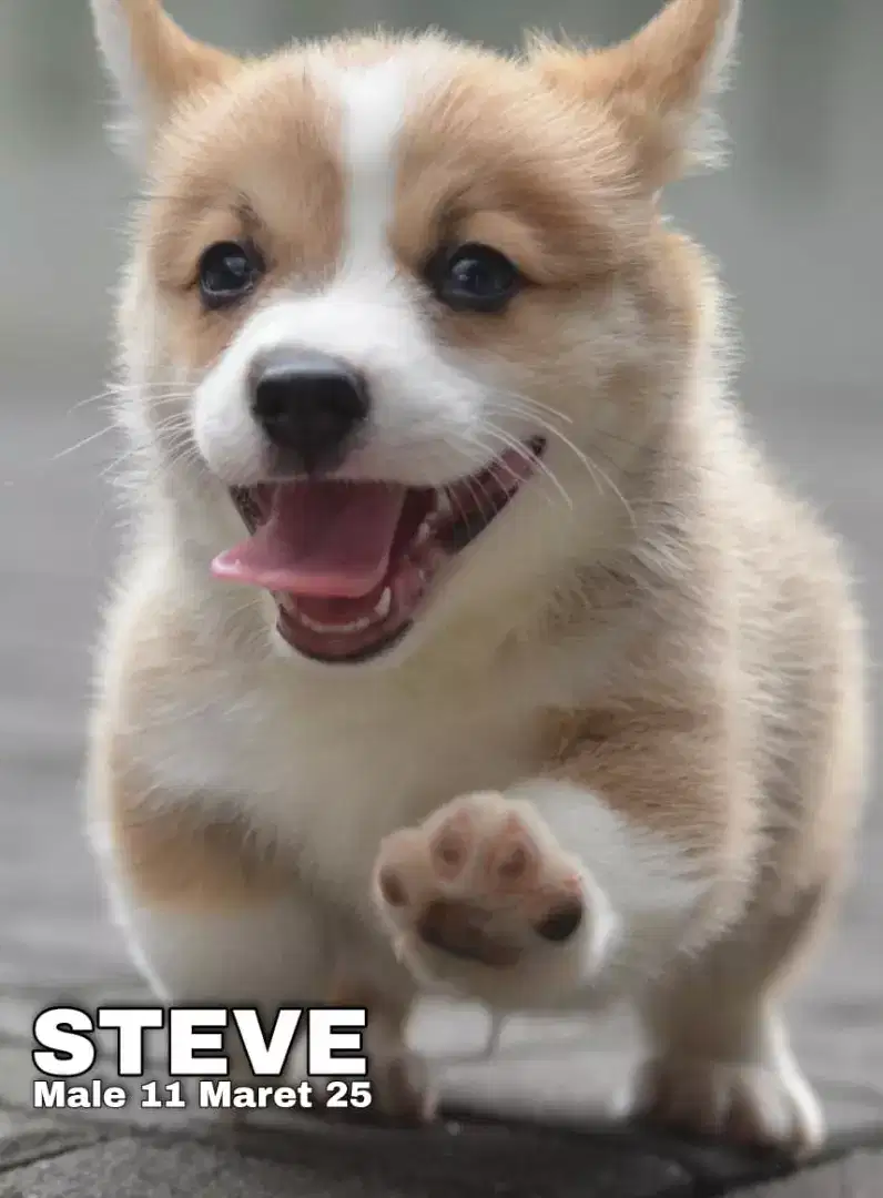 Corgi sable jantan •STEVE•