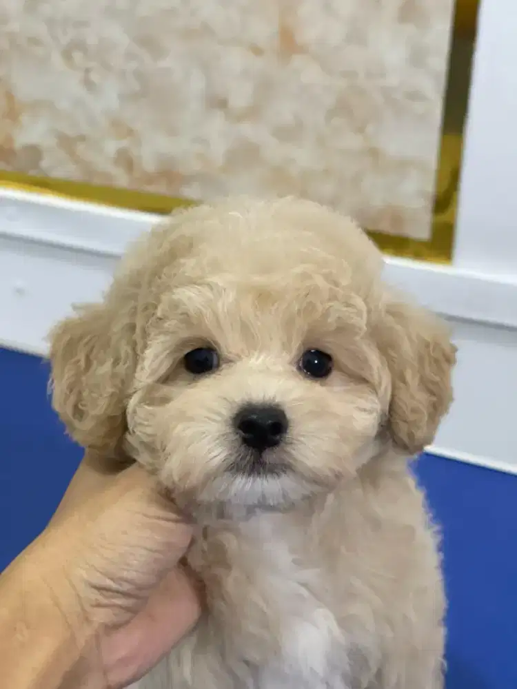 Pet grooming only dog