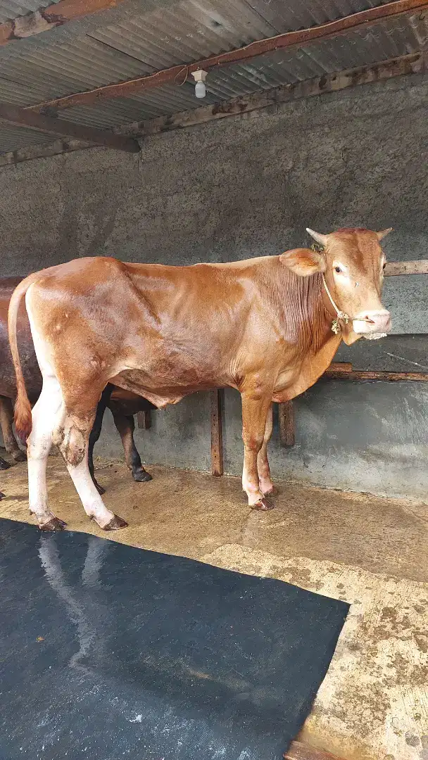 Sapi Limousin, Sapi Jawa,  dan Sapi Qurban Lainnya