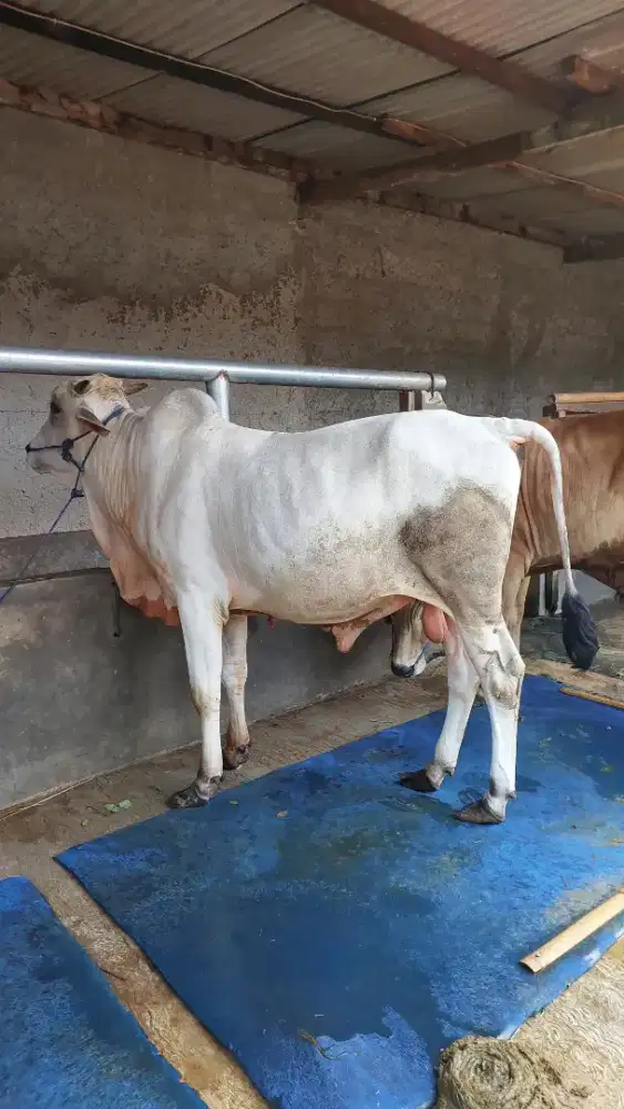 Sapi Jawa Sapi Pegon Murah
