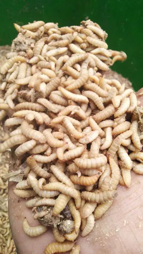 Maggot hidup bersih 1kg