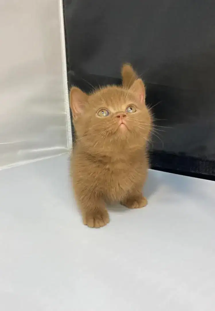 Munchkin BSH open booking