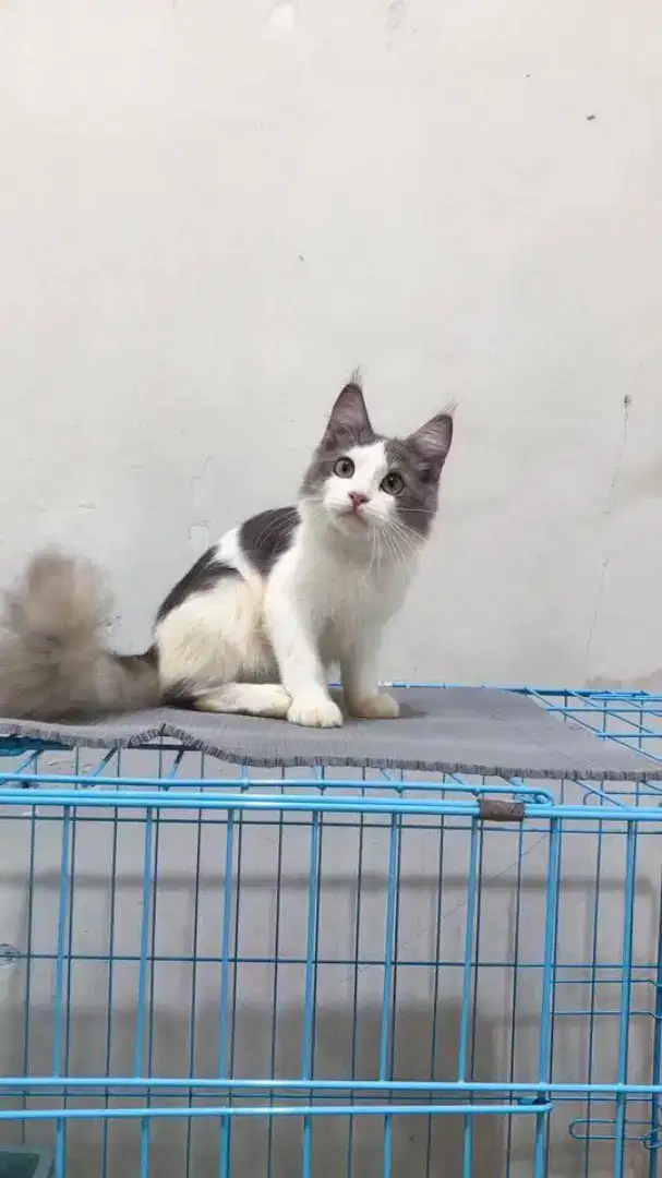 Kitten mainecoon