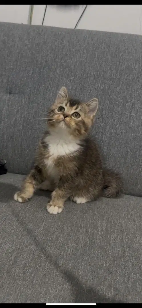 Kucing BSH x Scottish